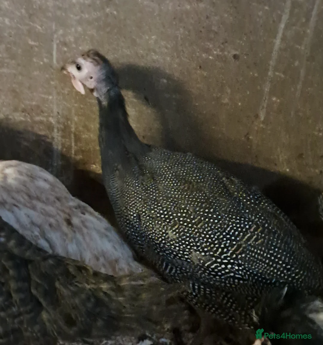 Chickens poultry for sale: Guinea Fowl, OEG Game, Naked Neck. Red Turkey, Orp - Advert 2