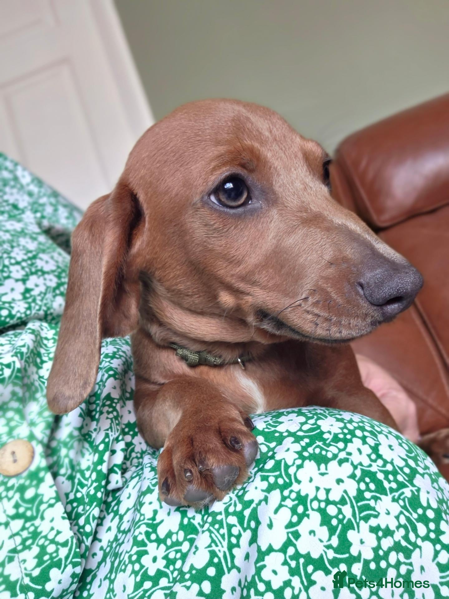 Miniature Dachshund dogs Miniature Dachshunds ready now - Advert 9