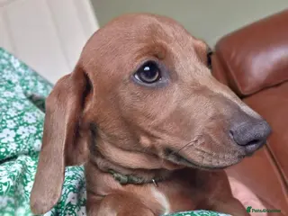 Miniature Dachshund dogs Miniature Dachshunds ready now - Advert 1