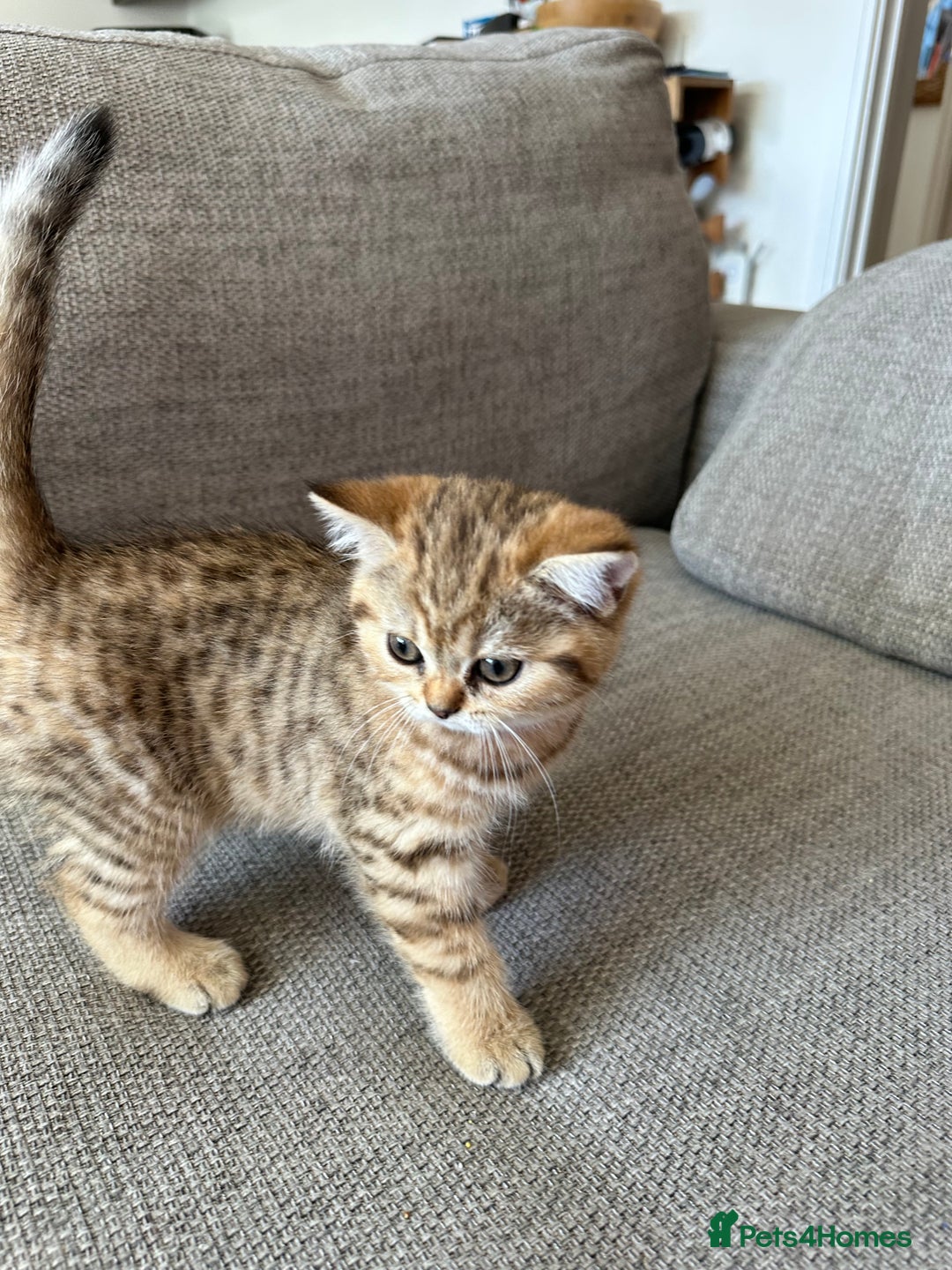 British Shorthair cats for sale: BSH kittens for sale - SOLD - Image 5