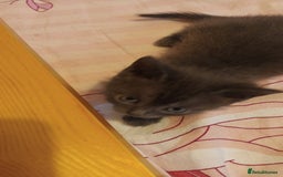 Mixed Breed cats for sale: Kittens - Image 4
