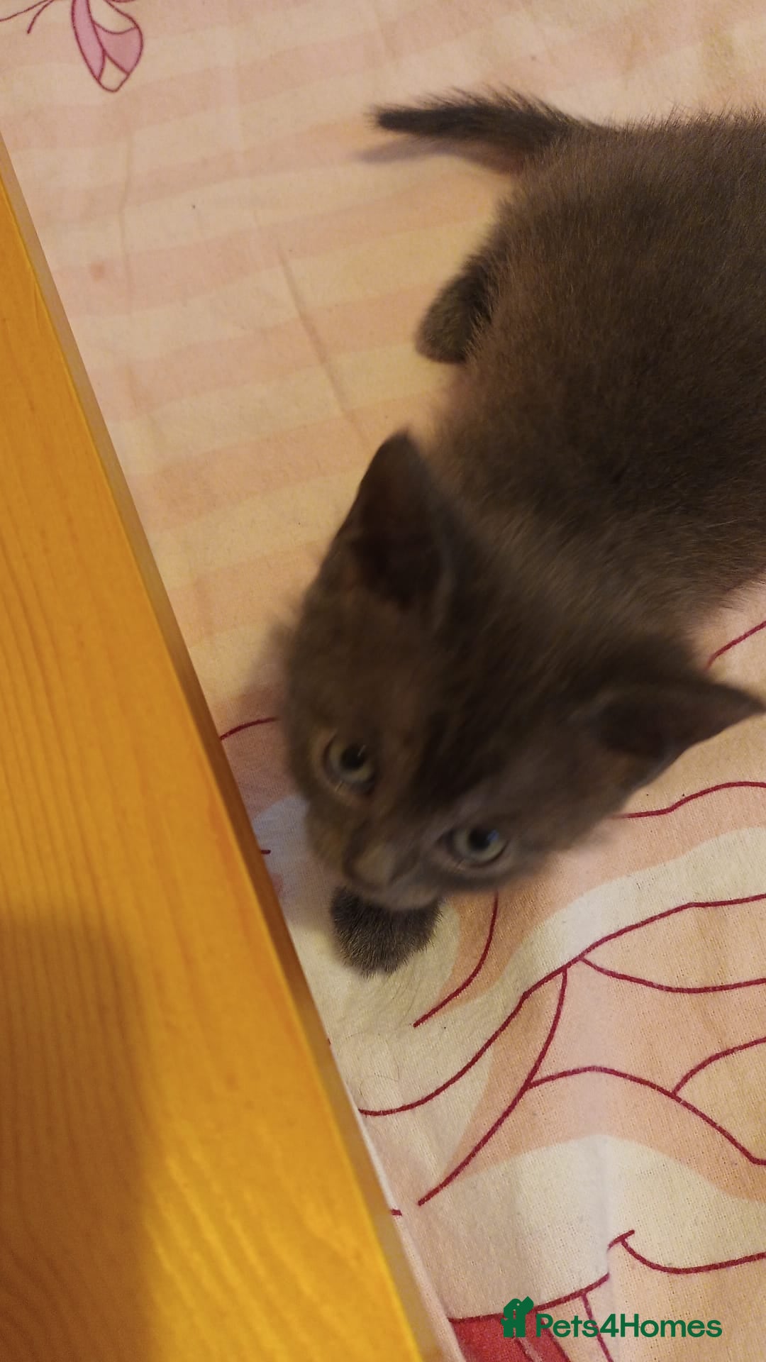 Mixed Breed cats for sale: Kittens - Image 4