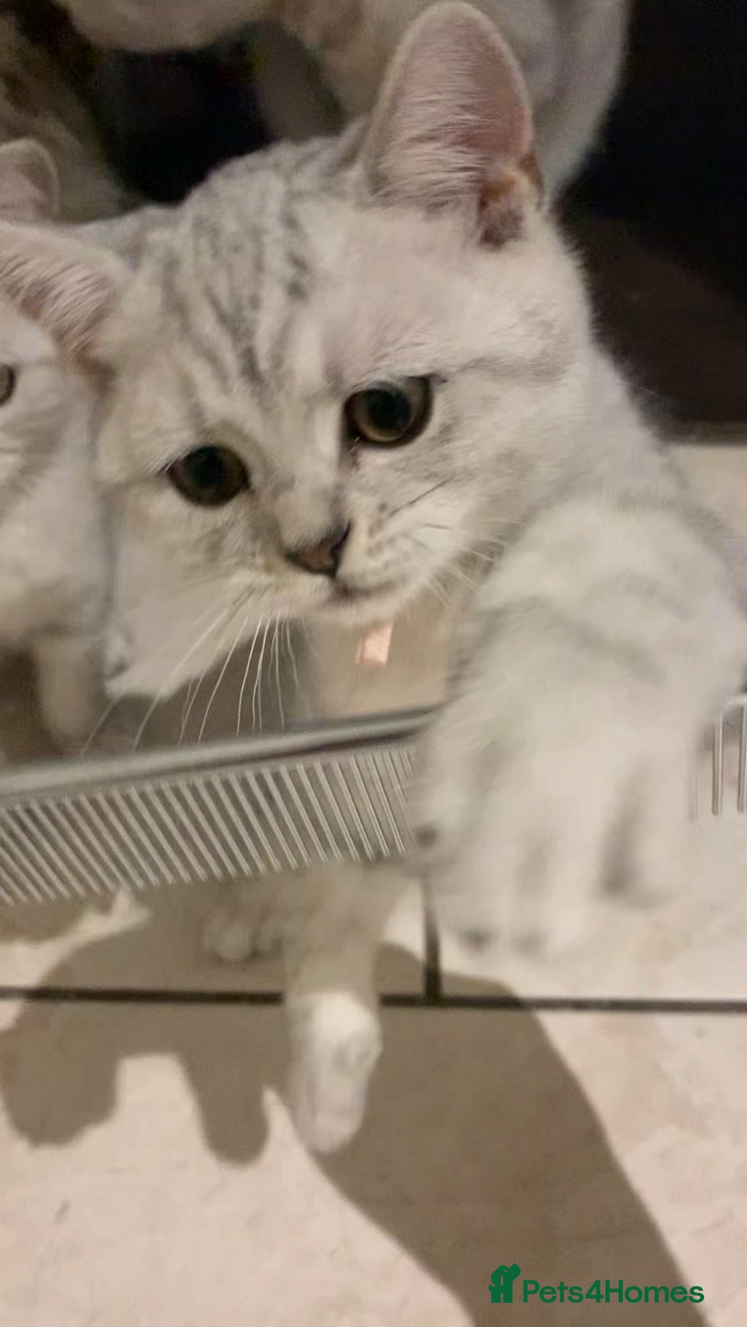 British Shorthair cats for sale: Beautiful British Shorthair Babies 🤍 - Advert 1