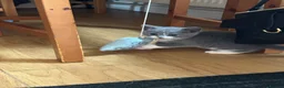 Mixed Breed cats for sale: 5 BEAUTIFUL KITTENS  in Derby - Advert 14