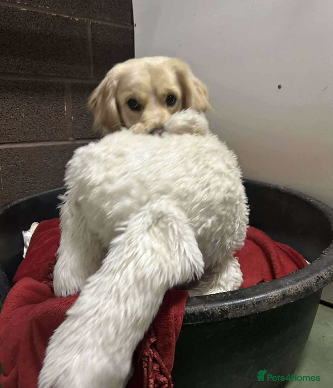 Mixed Breed dogs for adoption: CLIVE - Advert 4