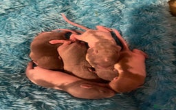 Rat rodents for sale: Baby rats looking for 5*homes only  - Advert 19