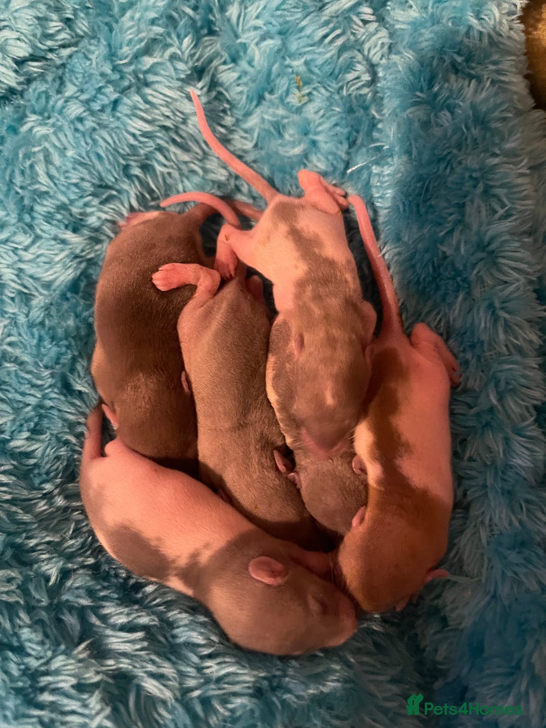 Rat rodents for sale: Baby rats looking for 5*homes only  - Advert 19