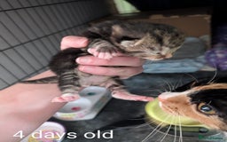 Bengal cats for sale: Male kitten Bengal X Calico  - Image 4