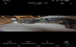 Mixed Breed cats for sale: Cute tabby kittens - Advert 5