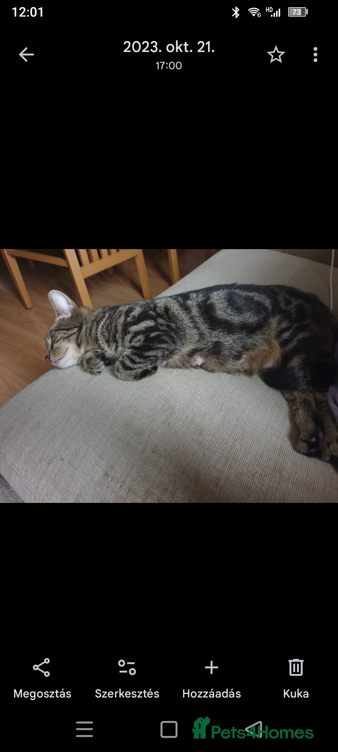 Mixed Breed cats for sale: Cute tabby kittens - Advert 5