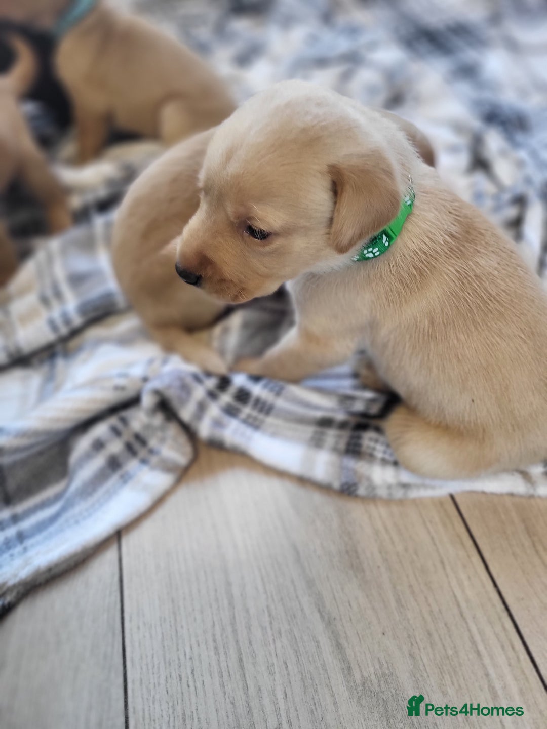 Labrador Retriever dogs for sale: KC registered labrador puppies - Advert 27