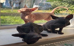 Sphynx cats for sale: Stunning Sphynx Babies seeking forever home 💕✨🐾 - Image 4