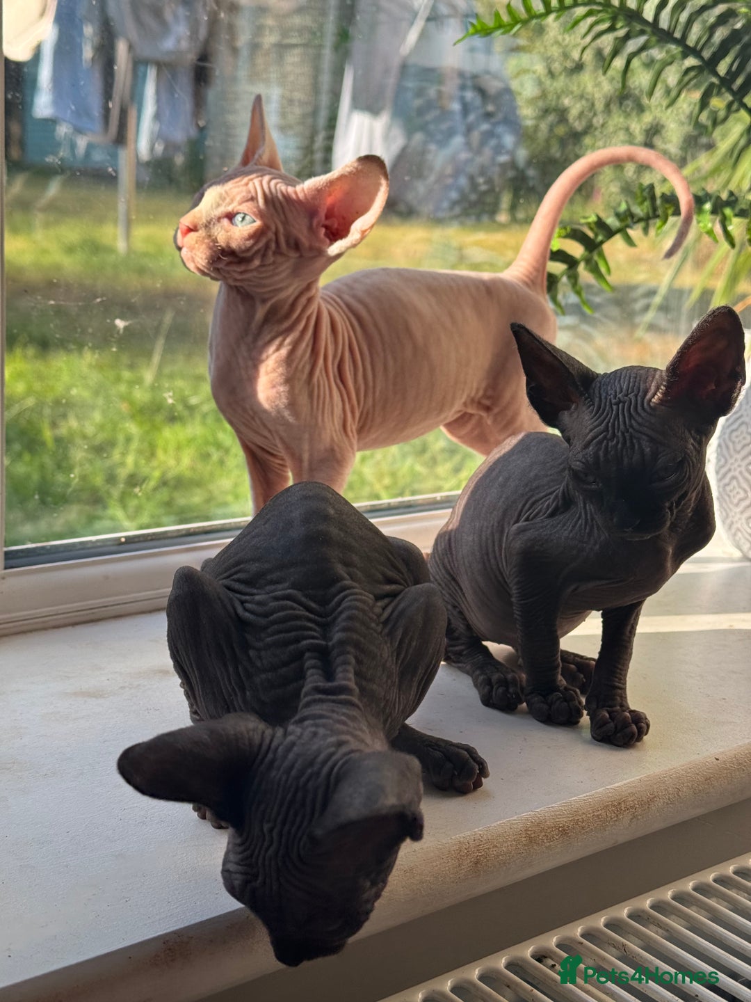 Sphynx cats for sale: Stunning Sphynx Babies seeking forever home 💕✨🐾 - Image 4