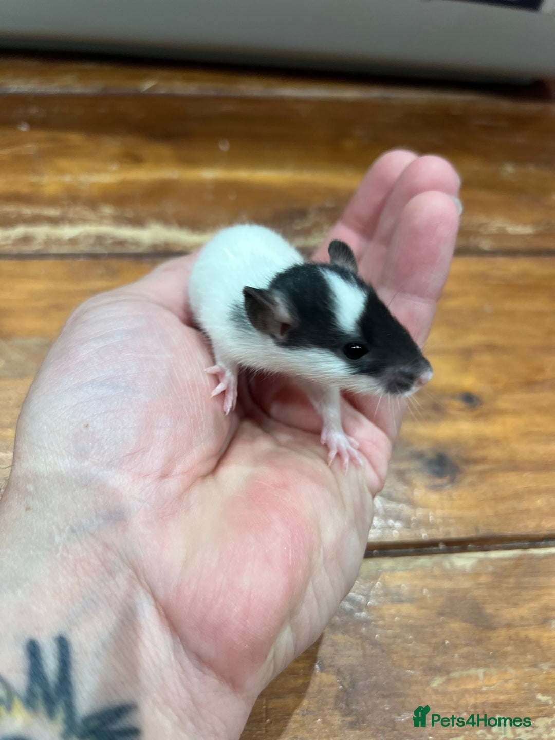Rat rodents for sale: Pet rats for sale male and female Ava  - Image 11
