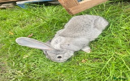 Continental Giant rabbits for sale: Continental Giant Female – 3 Months Old  - Image 5
