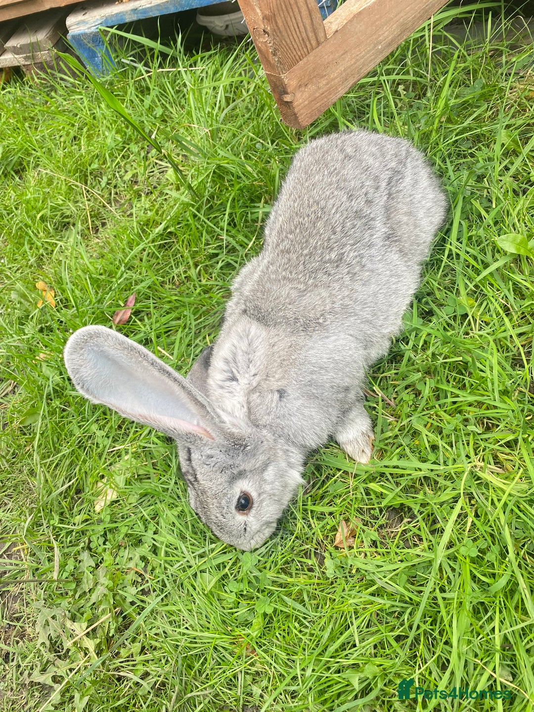 Continental Giant rabbits for sale: Continental Giant Female – 3 Months Old  - Image 5