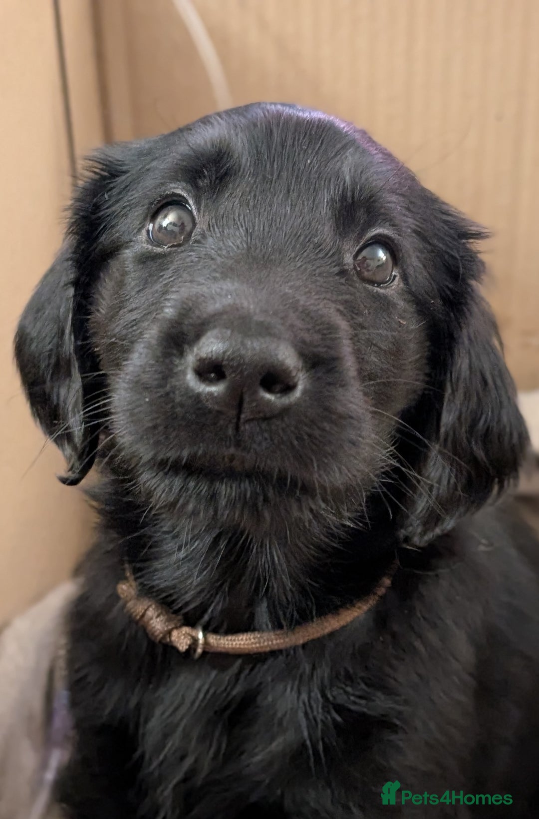 Flat coated Retriever dogs for sale: READY NOW Flat Coated Retriever Puppies - Image 10