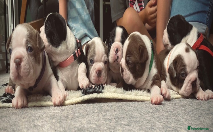 Boston Terrier dogs - Advert 15