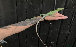 Iguana reptiles for sale: Eastern Casquehead & Hernandezs Helmeted Iguanas in Downham Market - Image 12