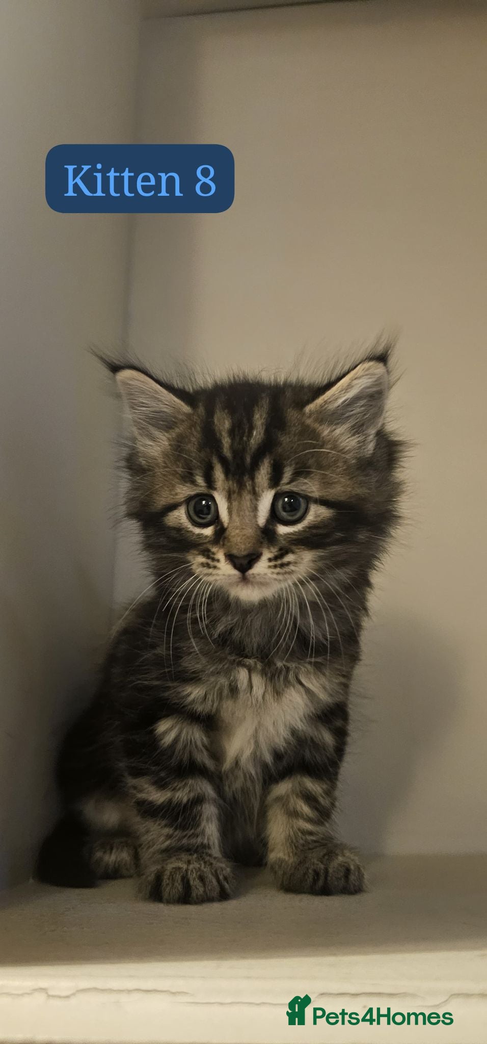 Maine Coon cats 8 Beautiful Main Coon X kittens - Advert 1