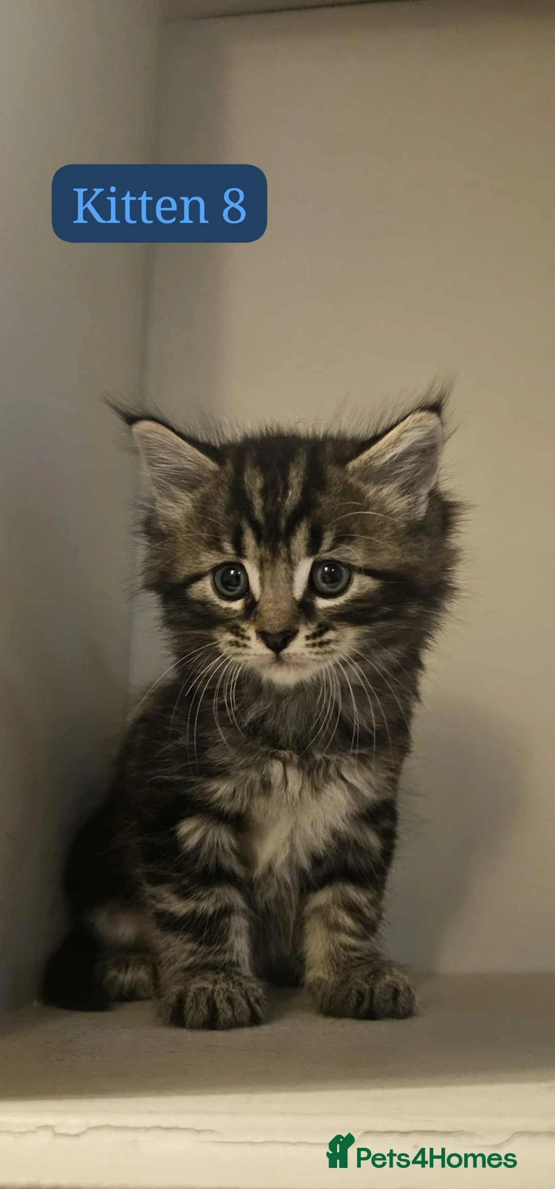 Maine Coon cats for sale: 8 Beautiful Main Coon X kittens - Advert 1
