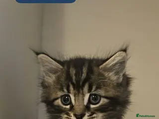 Maine Coon cats 8 Beautiful Maine Coon X kittens - Advert 6