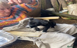 Border Collie dogs for sale: 4 x Female / 3 x Male Blue Merle & B/W Collies - Image 7