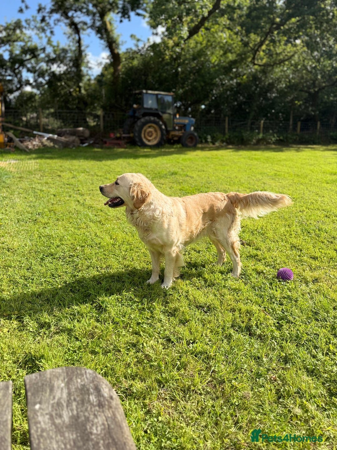 Golden Retriever dogs for sale: 🌸 One gorgeous girl 🌸 - Advert 11