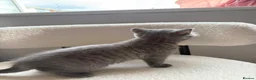 British Shorthair cats for sale: 💙Beautiful Blue British Shorthair Kitten💙 - Advert 6