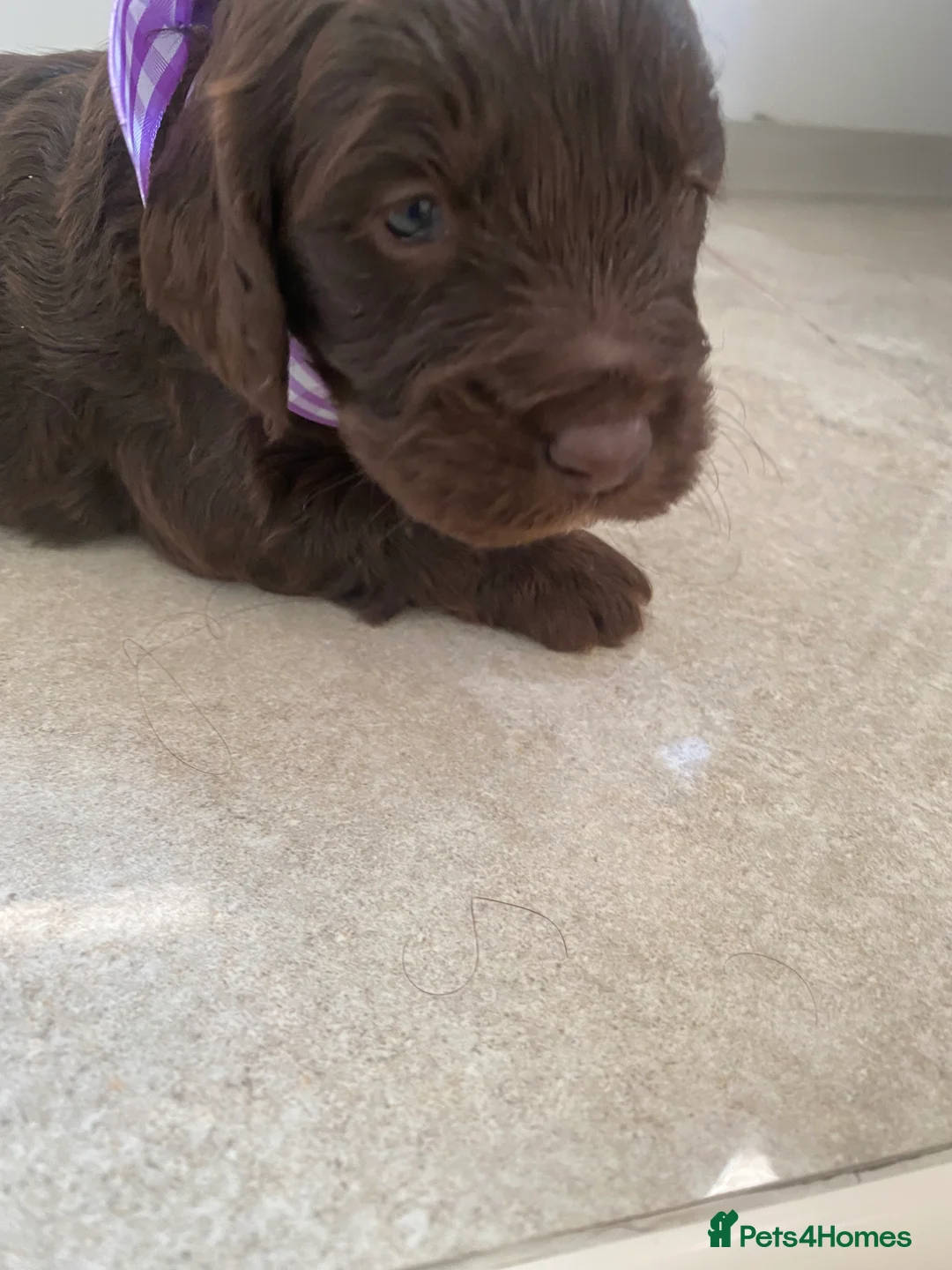 Cockapoo dogs for sale: Cockapoo puppies  - Advert 9