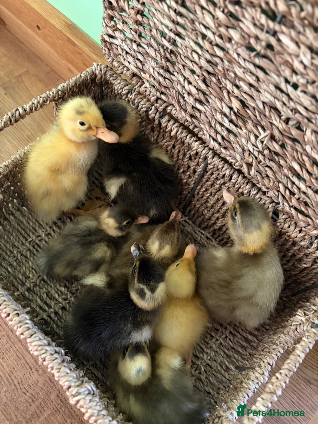 Ducks poultry for sale: Indian runner ducklings unsexed mixed colours - Advert 2