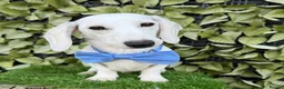 Miniature Dachshund dogs for sale: Pure White GHOST dachshunds - Advert 9