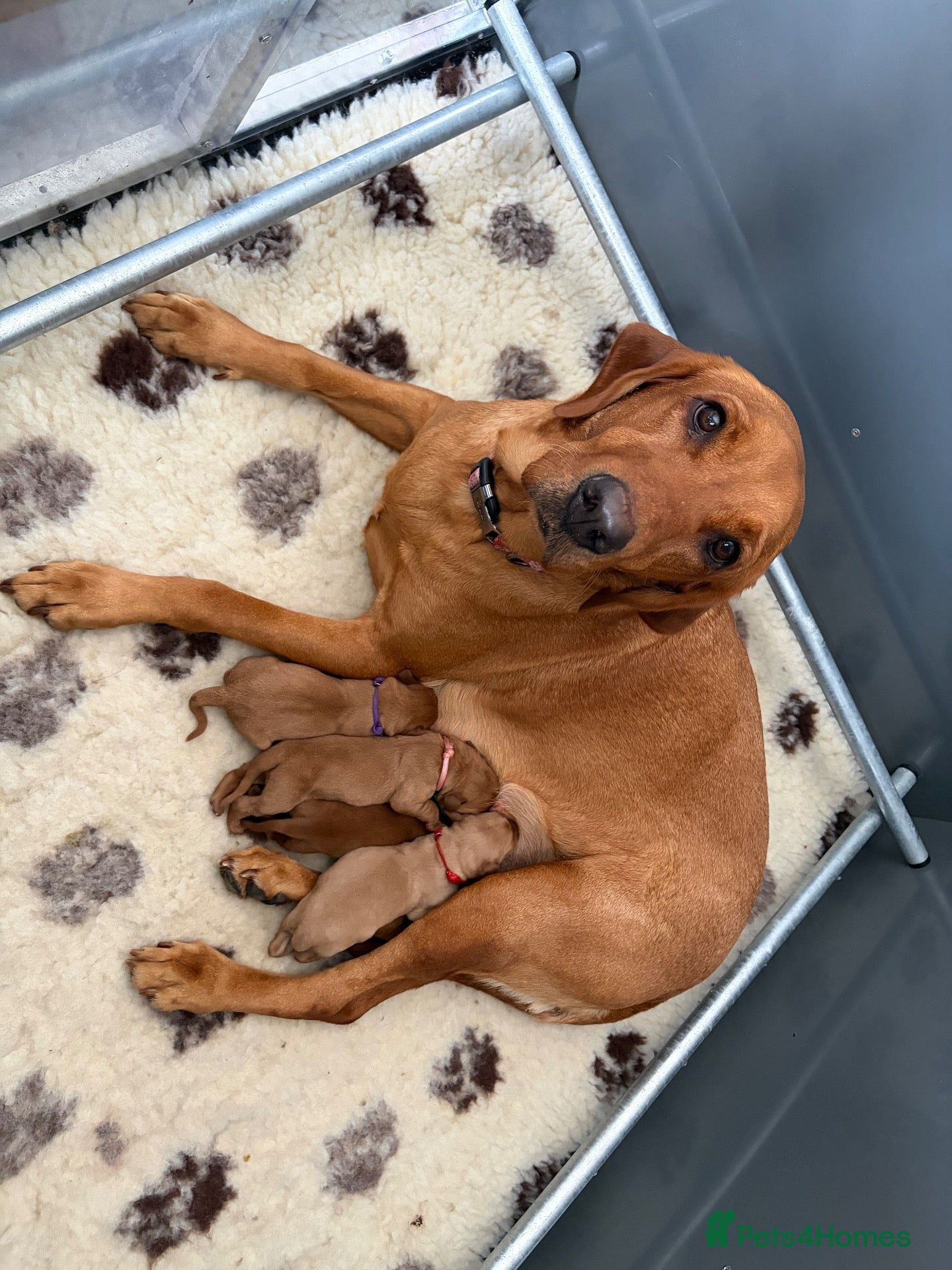 Labrador Retriever dogs 🐶 KC REGISTERED LABRADOR PUPPIES DUE SOON 🐶 - Advert 2