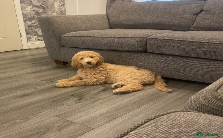 Labradoodle dogs - Advert 1