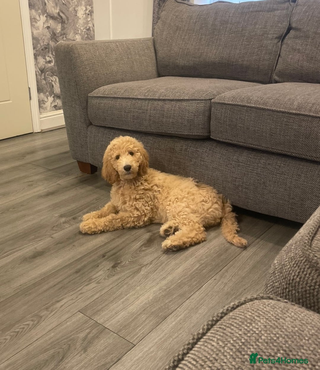Labradoodle dogs for sale: Female standard Labradoodle puppy - Image 1