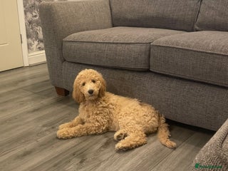 Labradoodle dogs - Advert 2