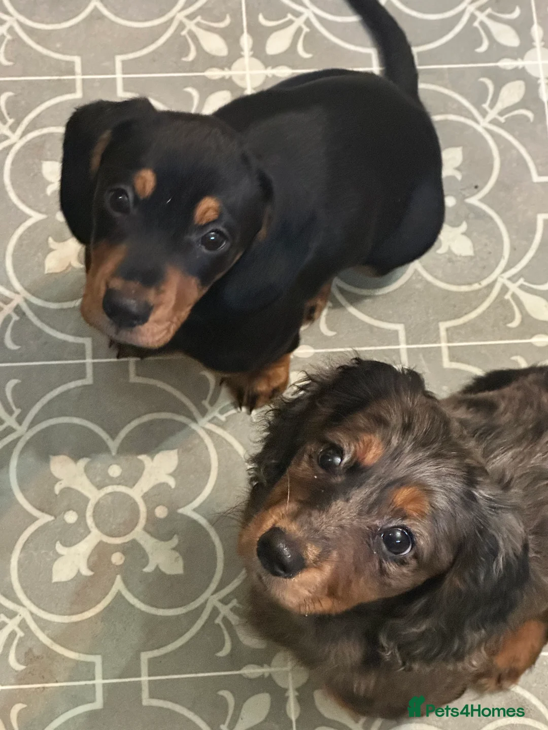 Mixed Breed dogs for sale: 2 dachshund and cocker spaniel girl puppies  - Advert 2