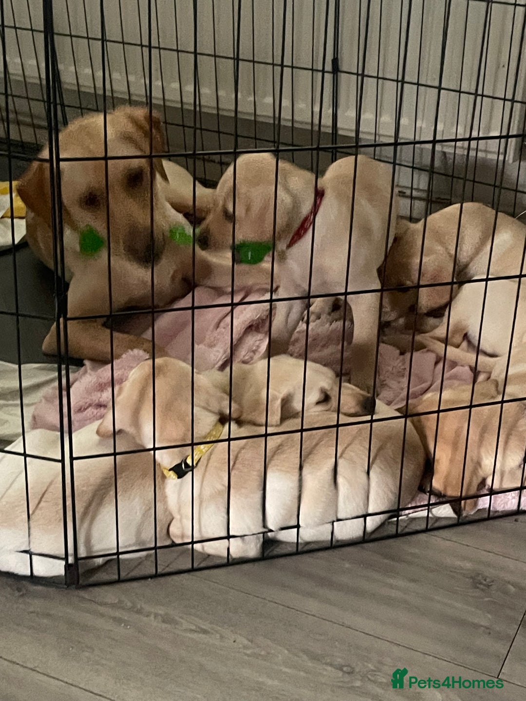 Labrador Retriever dogs for sale: Labrador puppy with papers  - Image 2