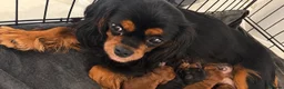 Cavalier King Charles Spaniel dogs for sale: 🐾 KC Registered King Charles cavalier  Puppies 🐾 - Advert 6
