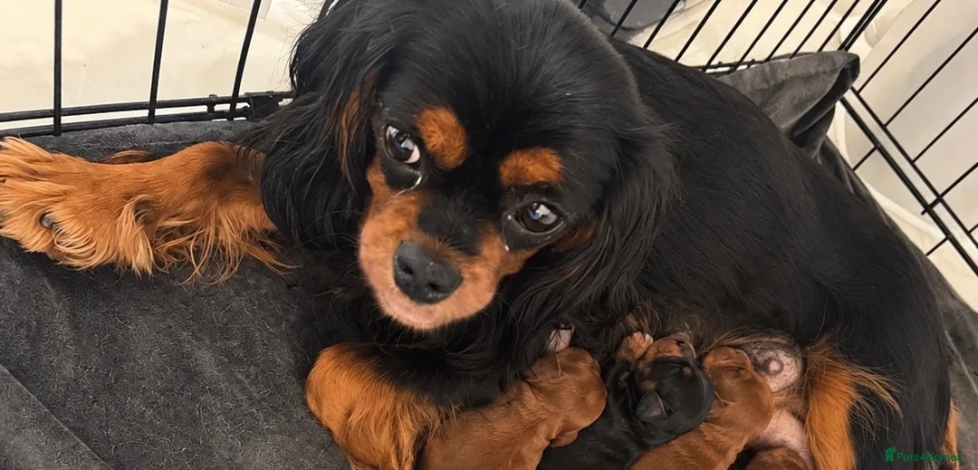 Cavalier King Charles Spaniel dogs for sale: 🐾 KC Registered King Charles cavalier  Puppies 🐾 - Advert 6