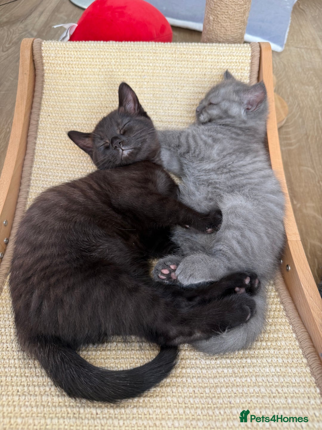 British Shorthair cats for sale: GCCF BSH Chinchilla Rare, Beautiful Kittens - Image 35