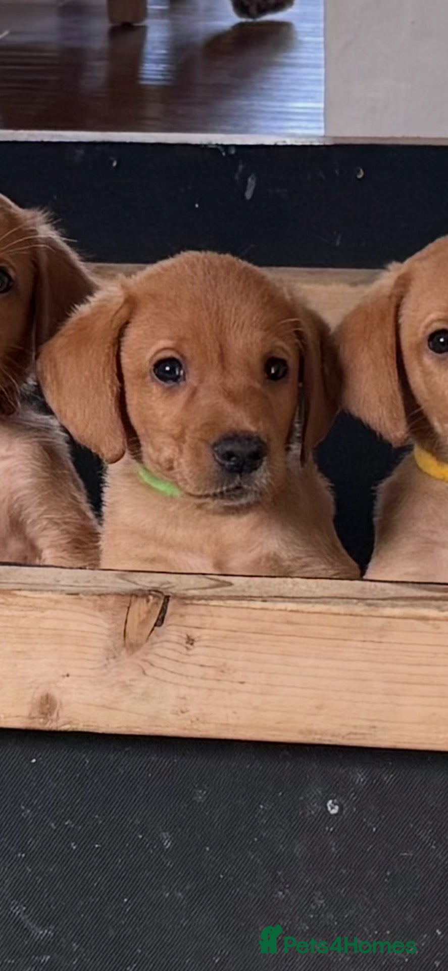 Labrador Retriever dogs Fox Red KC registered Labradors - Advert 2