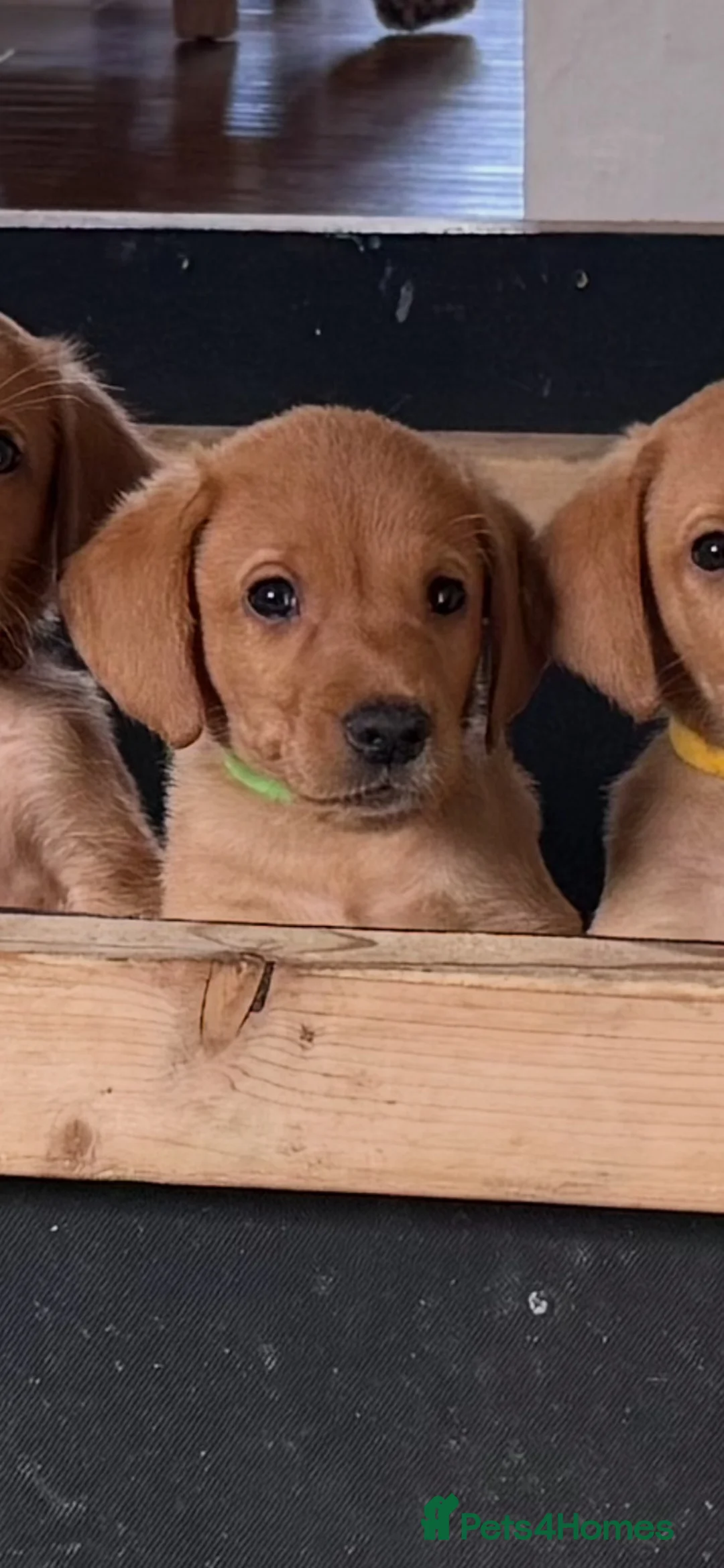 Labrador Retriever dogs for sale: Fox Red KC registered Labradors - Advert 2
