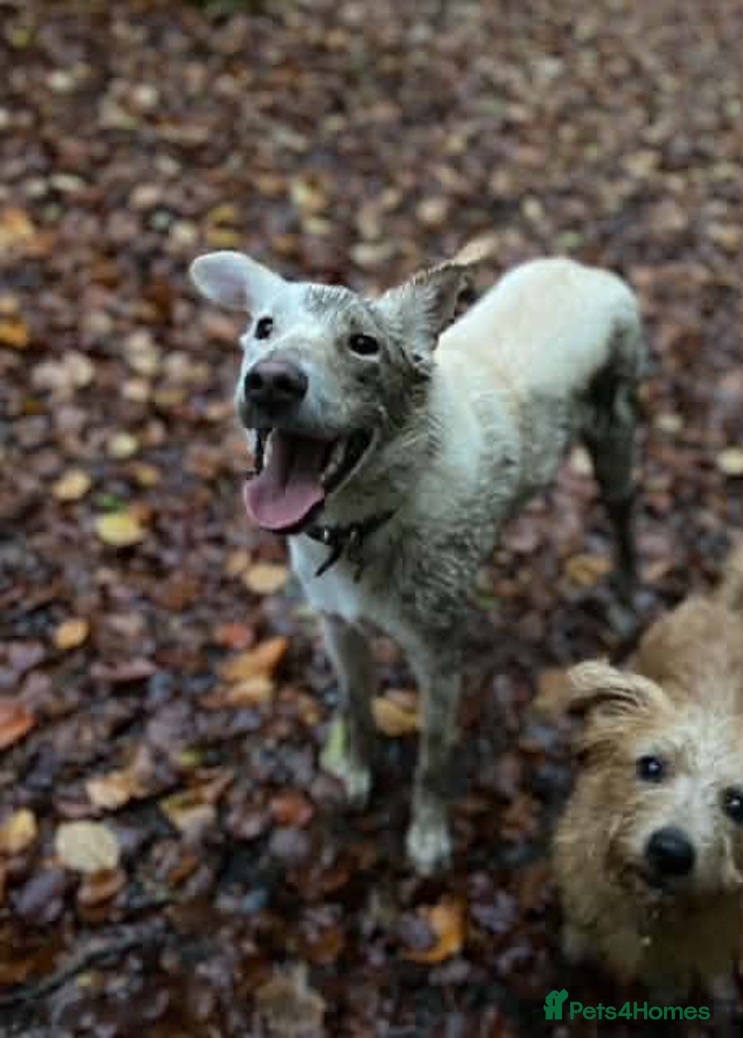 Mixed Breed dogs for adoption: SHILOH-happy girl/loving family dog/playful/social - Advert 6
