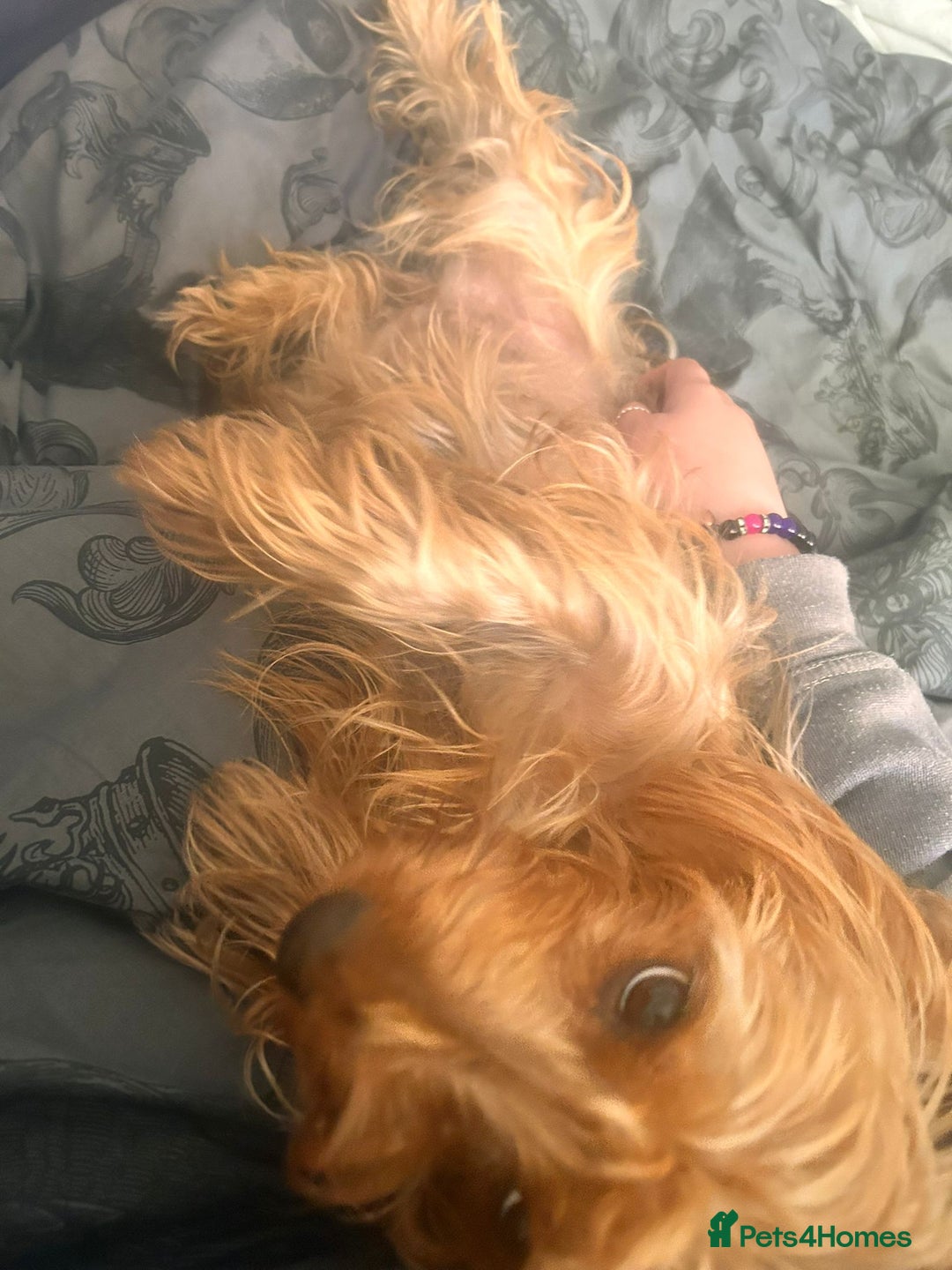 Yorkshire Terrier dogs for sale: Yorkshire terrier  - Advert 2