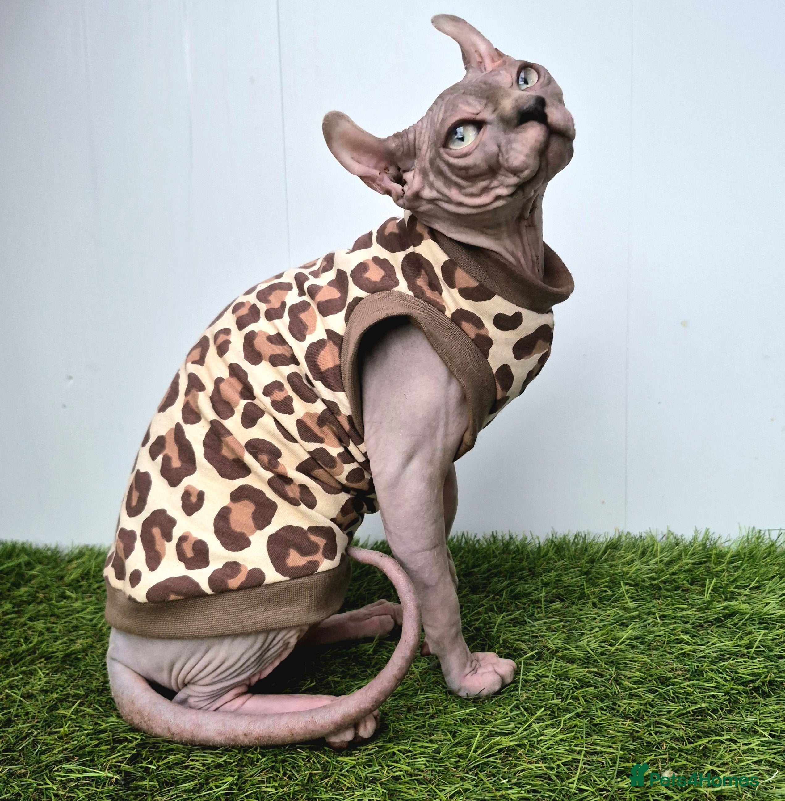 Sphynx cats Sphynx /Elf kittens Ready Now - Advert 2