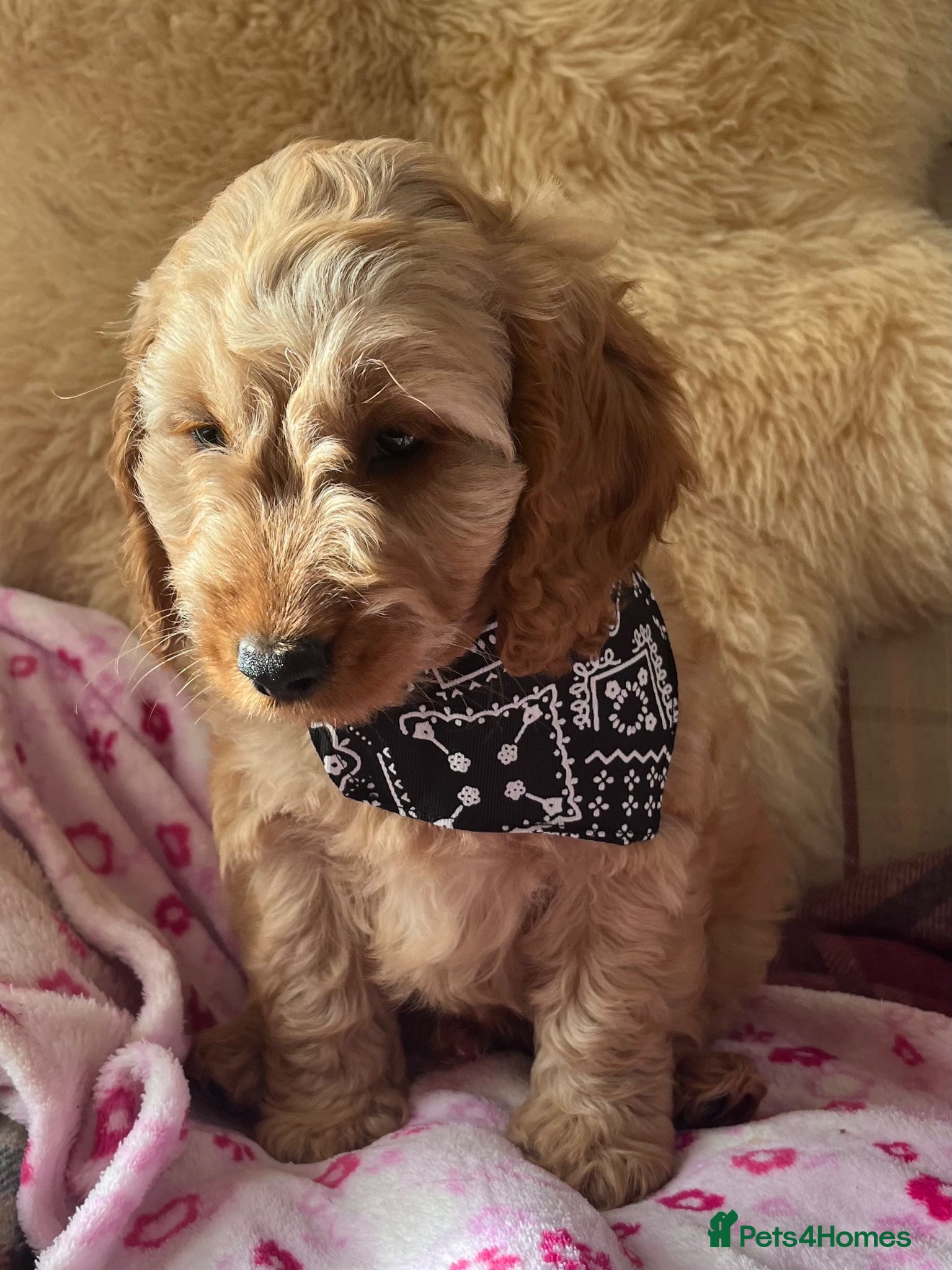 Cockapoo dogs 💙 One little boy Ready Now 💙 - Advert 3