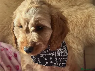 Cockapoo dogs 💙 One little boy Ready Now 💙 - Advert 3