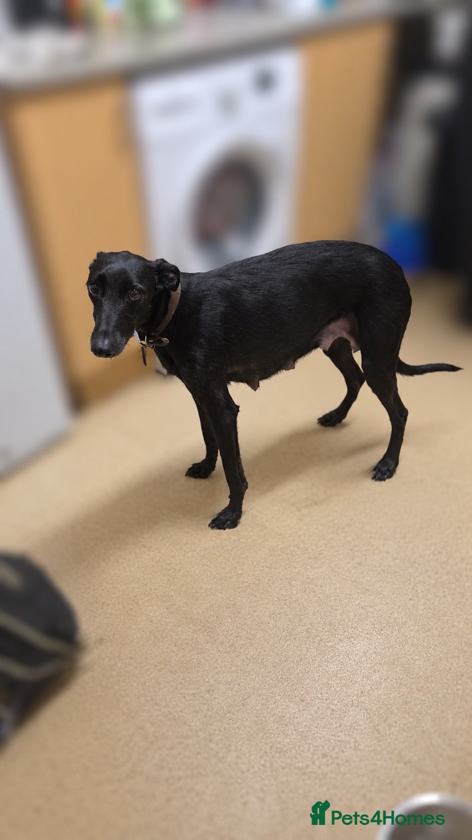 Mixed Breed dogs for sale: Deerhound/greyhound pups - Advert 5