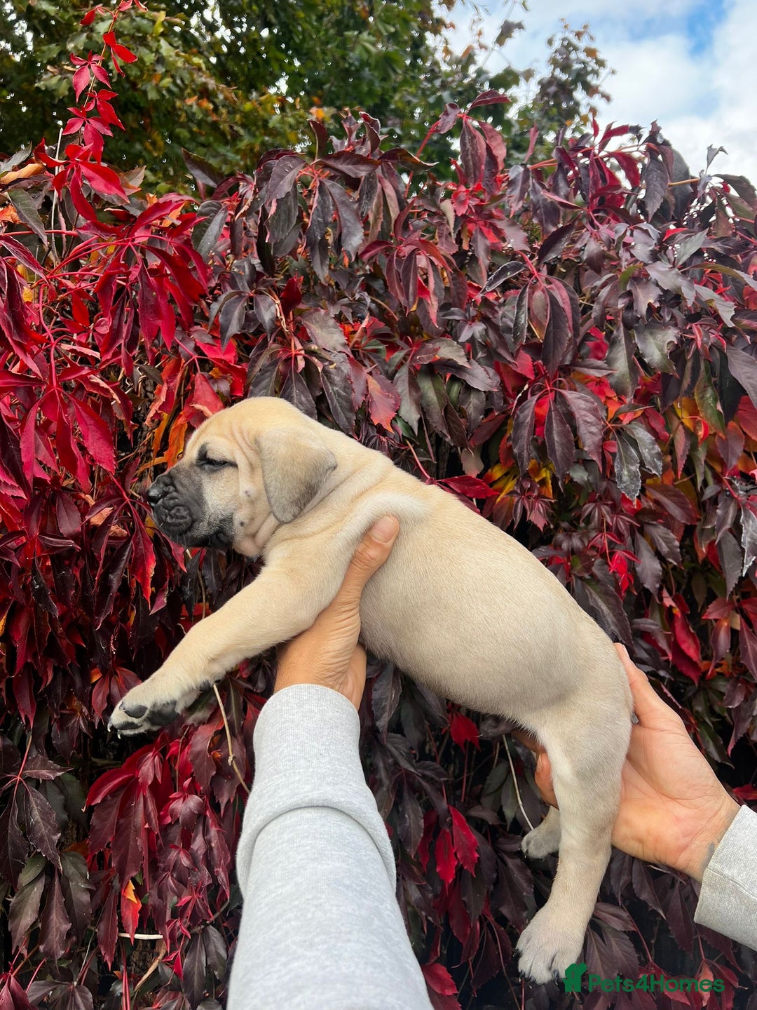 Presa Canario dogs for sale: 🏆UKC Pedigree Champion blood Presa Canario pups🏆 - Image 5